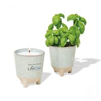 ensemble-de-bougie-et-semences-pour-aloes-1