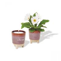 ensemble-de-bougie-et-semences-pour-aloes-2